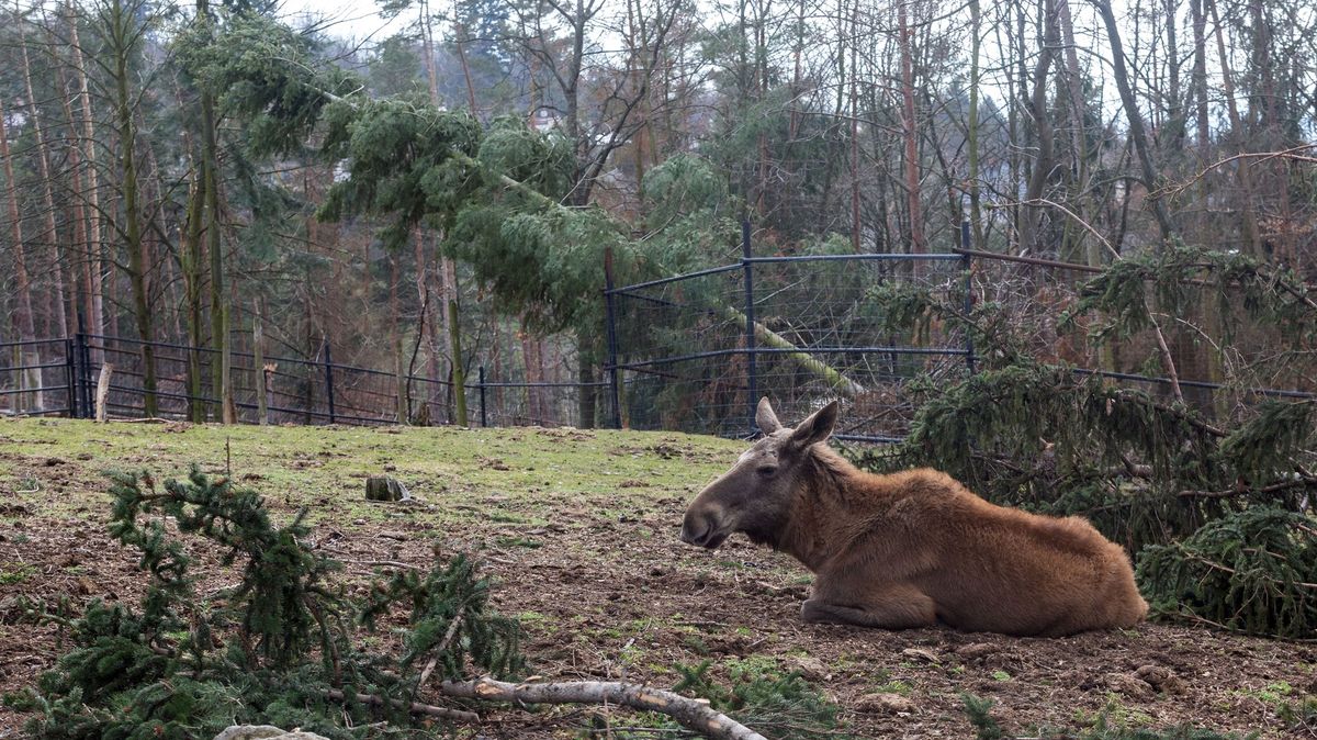 Vyškovský zoopark počítá zimní přírůstky, narodil se třeba zebu